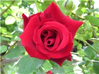 e7ae9906-Picture 736.jpg